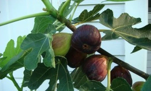 1 72434 original jpg jpeg