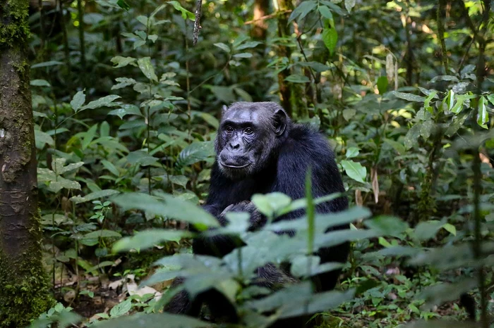 Cimpanzeii pot fi întâlniți în pădurile din Uganda. FOTO: Pixabay