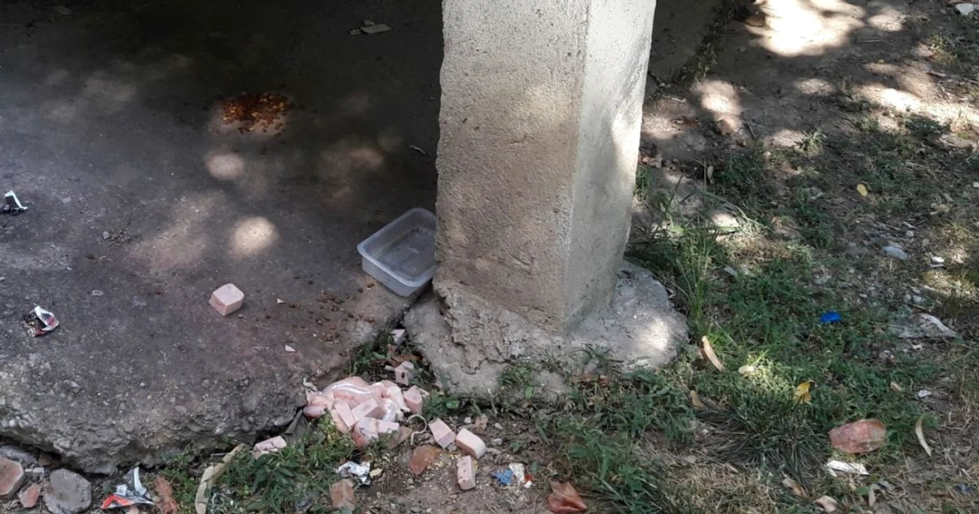 Amenda pentru slătinenii care lasă resturi pentru câini şi pisici va fi între 400 şi 800 lei FOTO: Alina Mitran