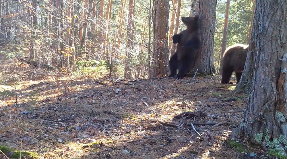Doi urși cu chef de joacă și de scărpinat, surprinși într-o pădure a Parcului Natural Putna VIDEO