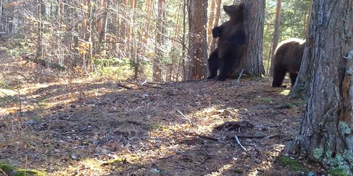 Ursi Vrancea Romsilva jpg