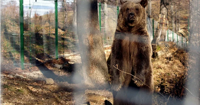 Autorităţile susţin că ursul căutat este rănit şi periculos FOTO: Mediafax