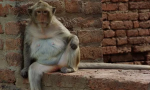 Pentru macacii dolofani, regimul de slăbit este un chin de nedescris jpeg