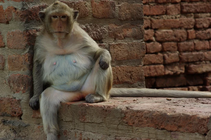 Pentru macacii dolofani, regimul de slăbit este un chin de nedescris