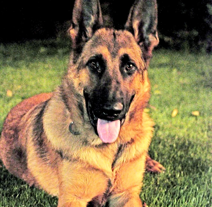 Are un căţel, Pit. «S-a născut  pe platourile de filmare. E  o combinaţie de ciobănesc  german cu belgian»