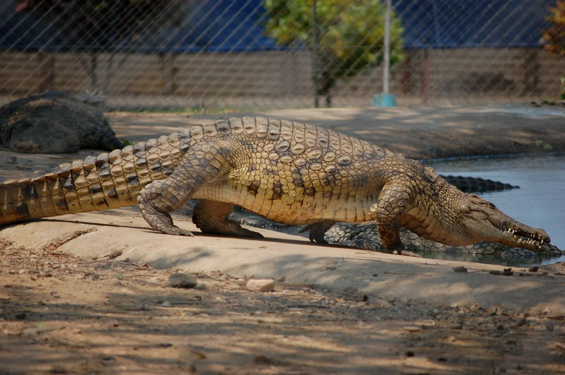 Incidentul s-a produs la o grădină zoologică