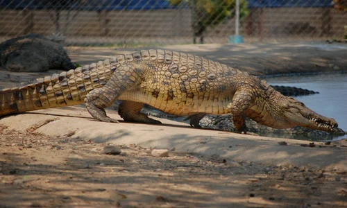 crocodil jpg FOTO Pixabay
