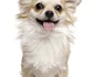 3 caine chihuahua shutterstock 745717063 jpg jpeg