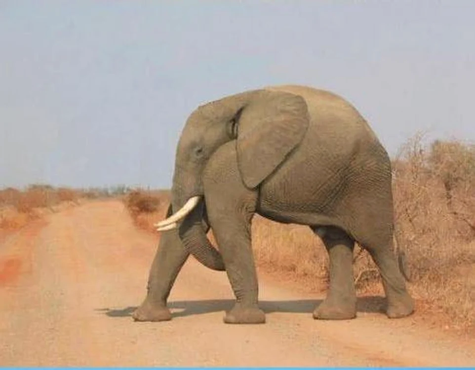 Elefant fără gât