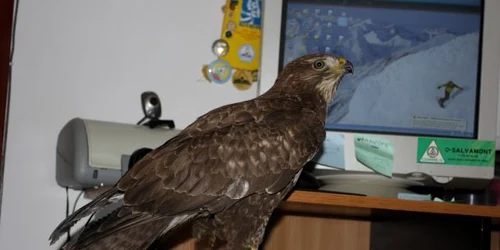 Uliul va fi eliberat după câteva luni