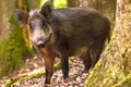 porc mistret jpeg