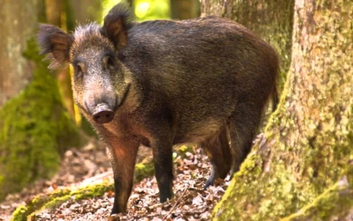 Porc mistreț. Foto: arhiva.
