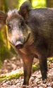 porc mistret jpeg