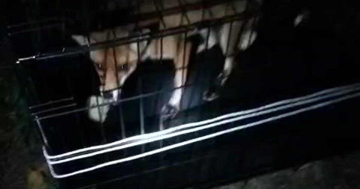 O vulpe a ales să își facă cuib lângă un loc de joacă din Timișoara O vulpe a ales să își facă cuib lângă un loc de joacă din Timișoara