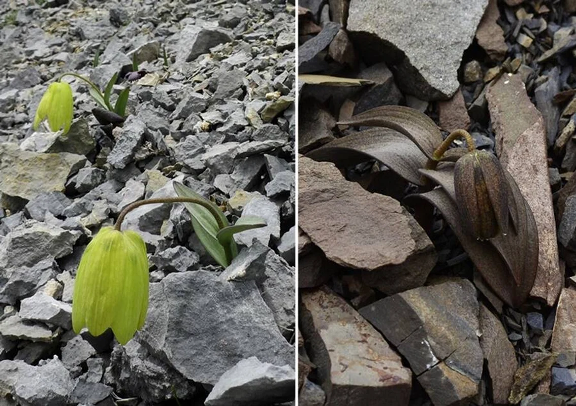 2 fritillaria delavayi coloration jpg jpeg