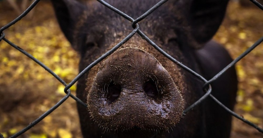 Un porc mistreţ a fost văzut în parcul central din Otopeni. Mesaj Ro-Alert: „Evitați zona, rămâneți în locuințe!”