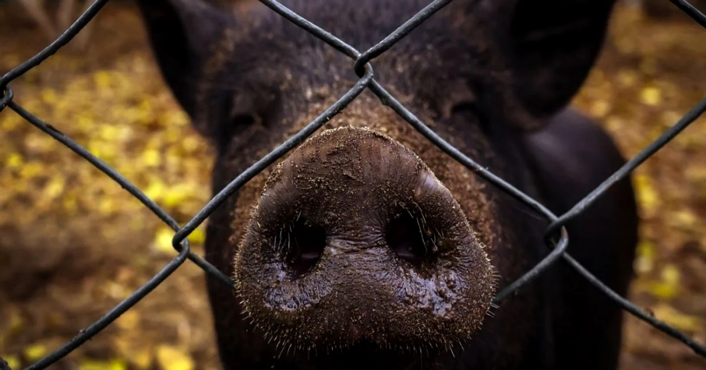 Un porc mistreț a fost văzut în parcul central din Otopeni