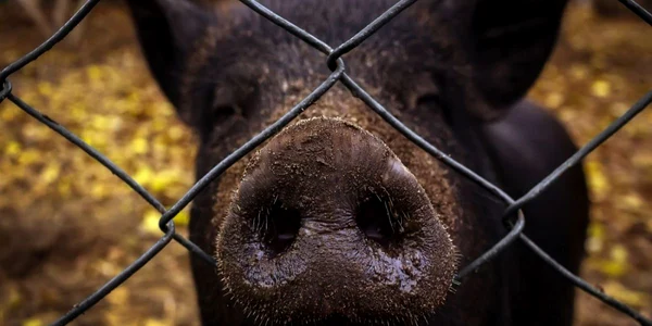Porc mistret FOTO 123 RF