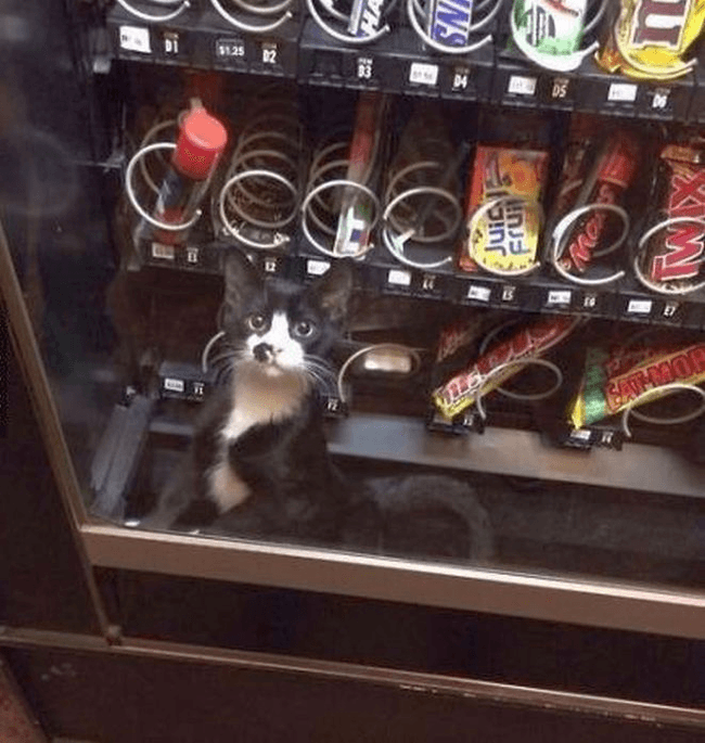 Content image
