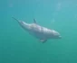 Imaginiile cu delfinul au făcut furori pe internet / Sursa foto: Omul cu Branhii