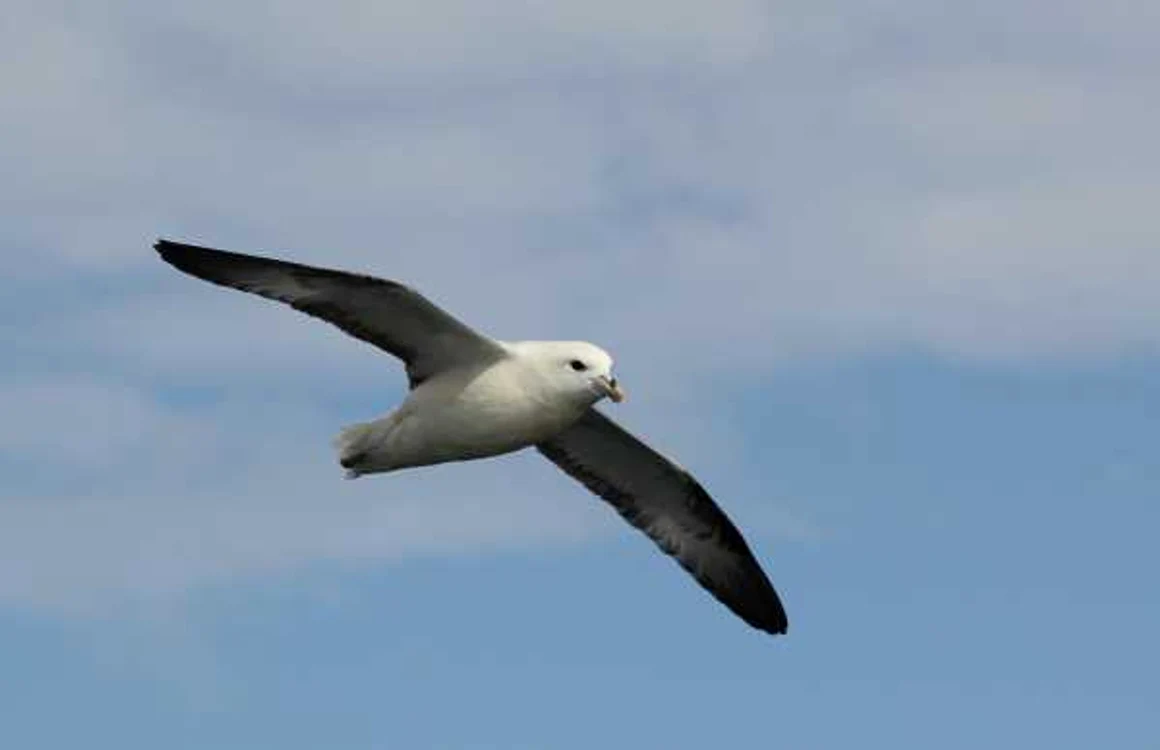 fulmar foto commons.wikimedia