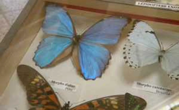 Un fluture albastru din Peru, Morpho Didius, atrage toate privirile