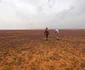Deșertul din Arabia Saudită, acoperit cu flori mov FOTO AFP