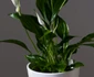 4 peace lily jpg jpeg