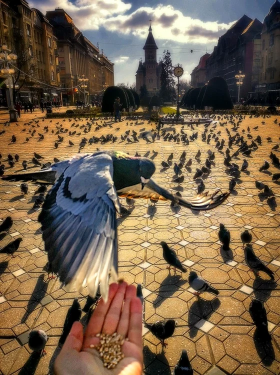 Porumbeii în Piaţa Victoriei din Timişoara FOTO Răzvan Vitionescu