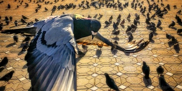 FOTO Răzvan Vitionescu