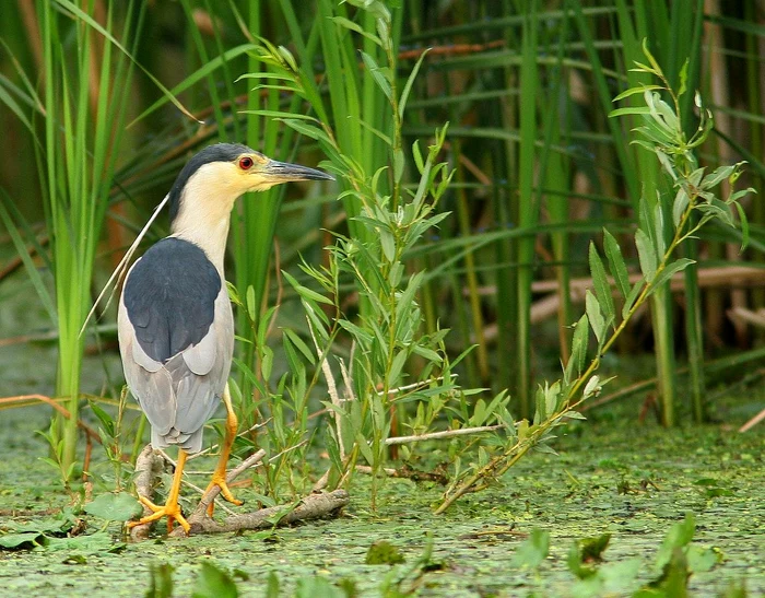 Nycticorax nycticorax AM1 slepowron jpg jpeg