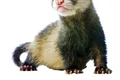1 47004 original jpg jpeg