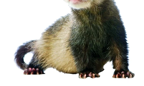 1 47004 original jpg jpeg