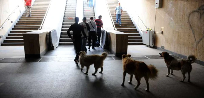 Câini maidanezi în Pasajul subteran din Piaţa Universităţii din Bucureşti FOTO Mediafax