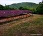 cetatea dacică costesti foto daniel guta adevarul