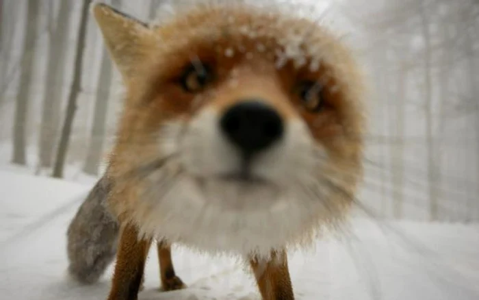 Vulpea de la Sfânta Ana a devenit celebră pe Facebook. (Foto: Dan Dinu)