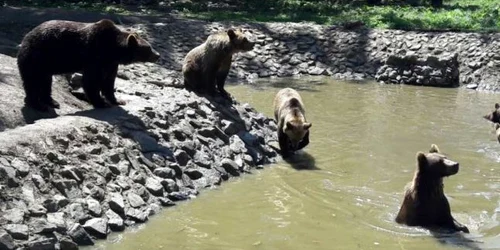Grădina zoo Timişoara