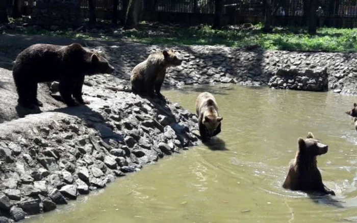 Urşii de la grădina Zoo din Timişoara