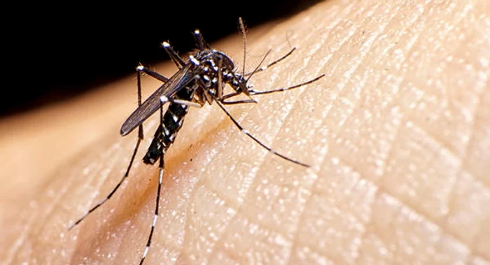 Virusul se contactează prin înțepătură de țânțar