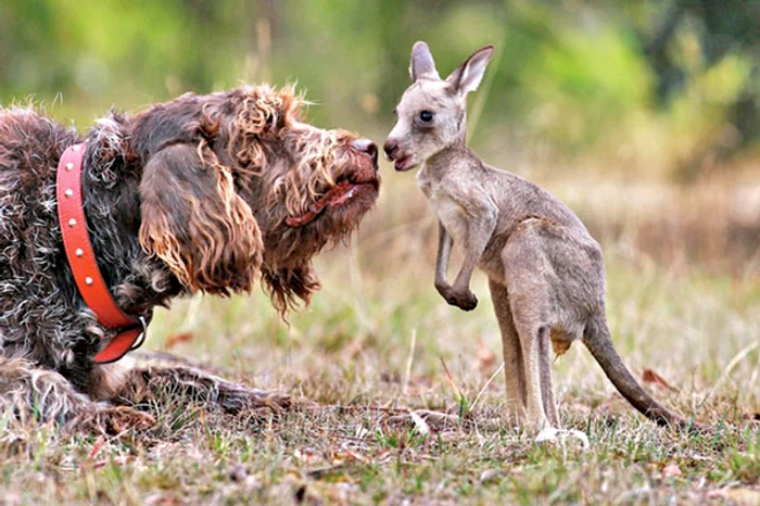 Rexy l-a salvat  pe cangurul Joey şi  îl consideră puiul ei