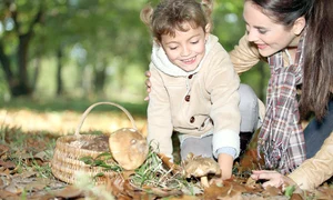 ciuperci 115152515151 jpeg