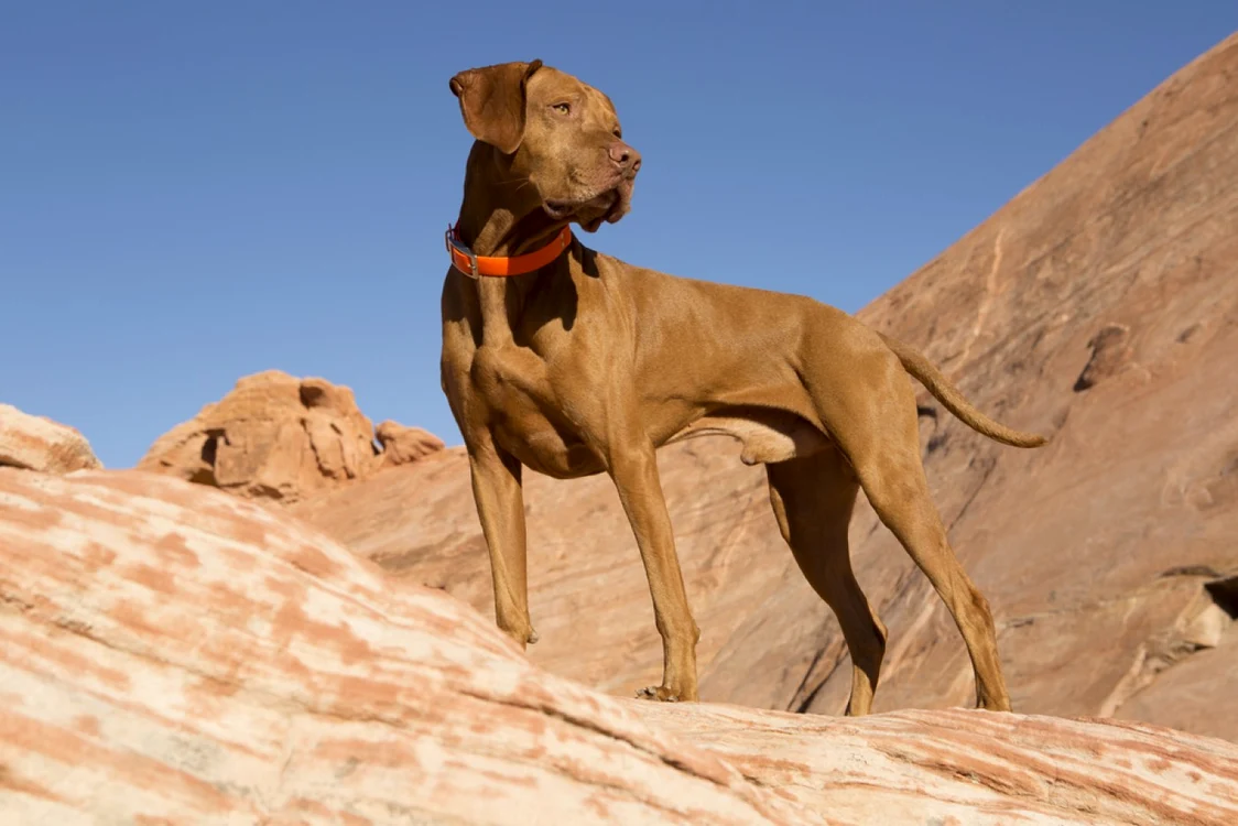 Cele mai rapide rase de câini. Viszla/ Imagini theilovedogssite.com