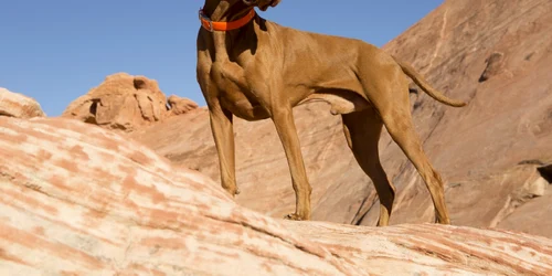 cele mai rapide rase de caini