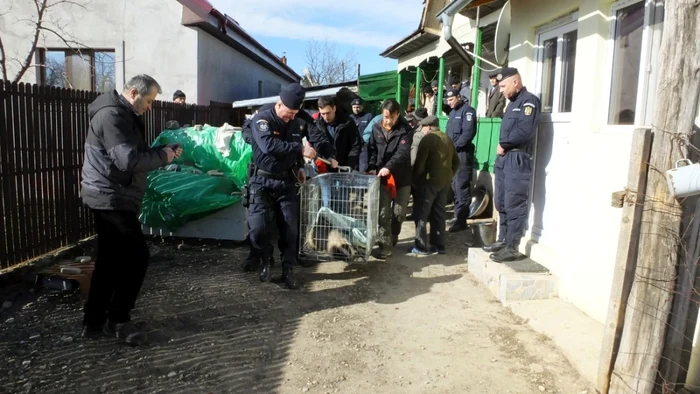 Bursucul a fost salvat de jandarmi