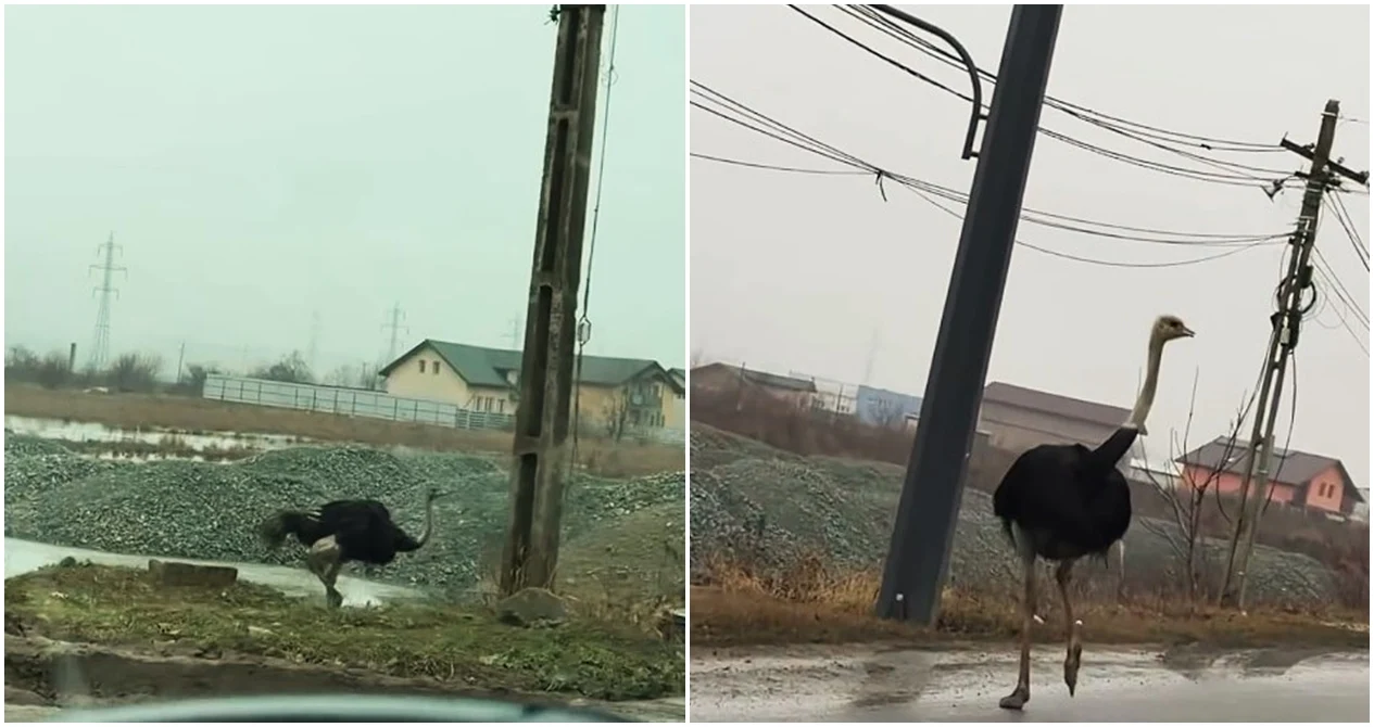 Misterul struților care umblă liberi pe o stradă din Vaslui. Cum a ajuns un antreprenor să dețină 50 de păsări exotice