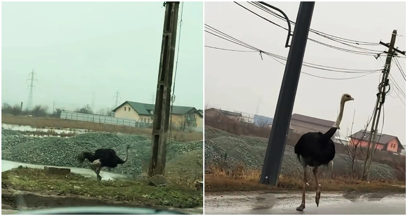 Mai mulți struți au fost filmați în timp ce umblă singuri în Vaslui FOTO Captură Vasluianul TV