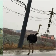 FOTO Captură Vasluianul