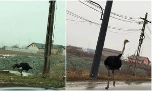 FOTO Captură Vasluianul