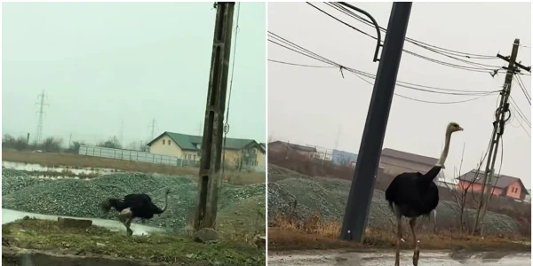 FOTO Captură Vasluianul