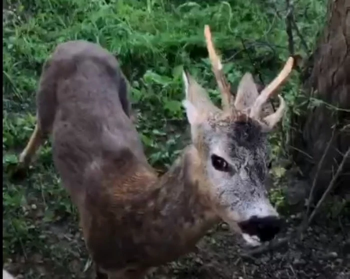 Căpriorul a fost eliberat în pădure                                                       Foto: Jandarmeria Gorj